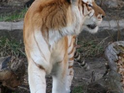 Tigre doré